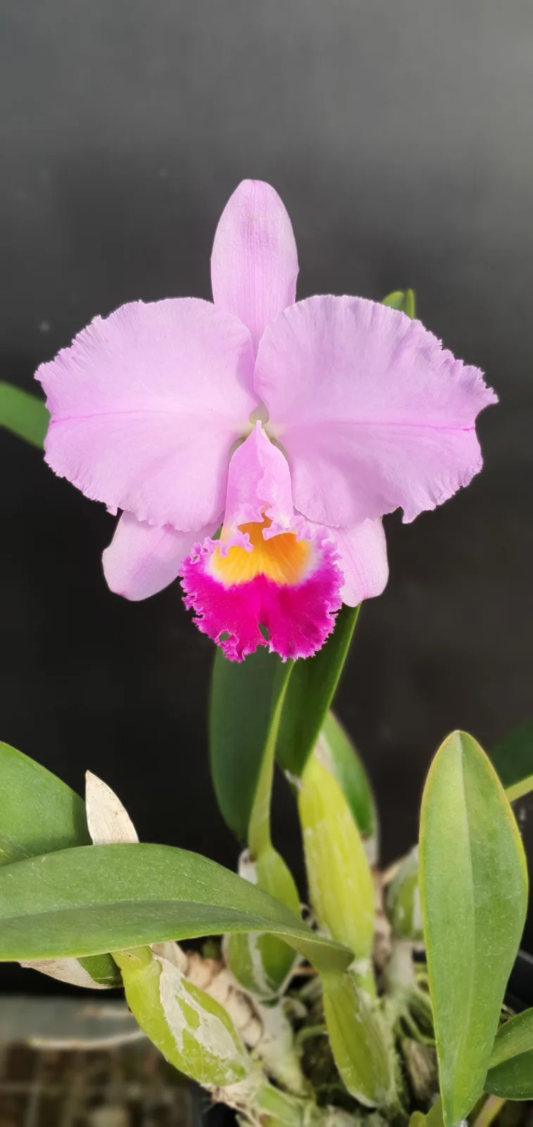 CATTLEYA TRIANAE TIPO 'MOGADICIO'