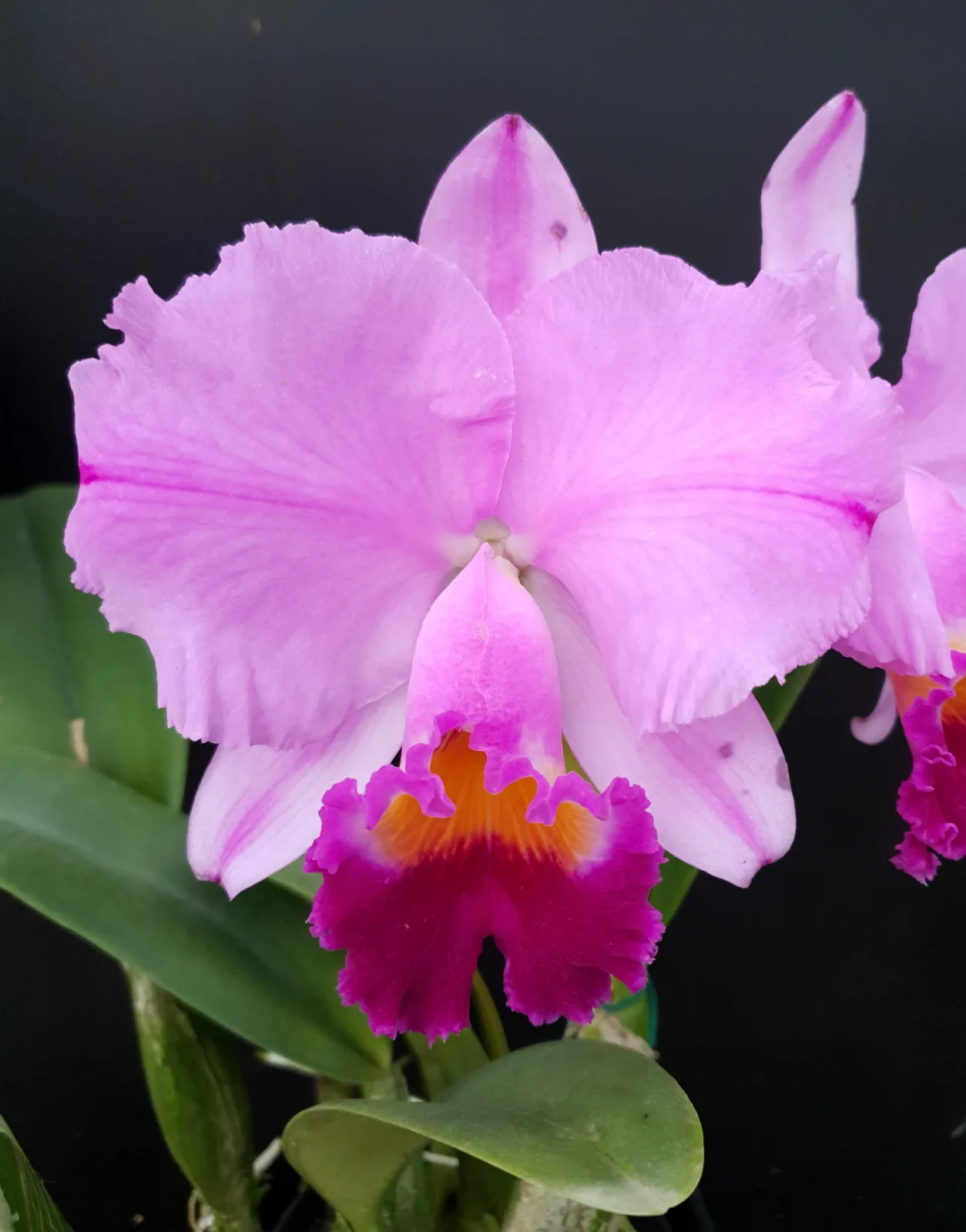 CATTLEYA TRIANAE TIPO 'MONTERROSA'