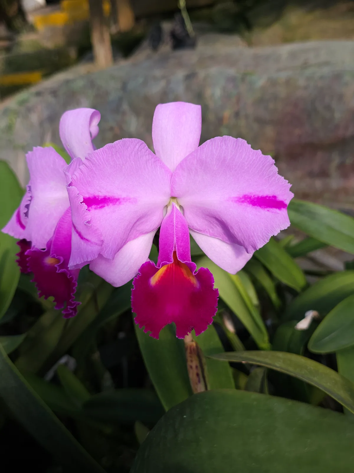 CATTLEYA TRIANAE TIPO 'MOOREANA FCC/AOS'
