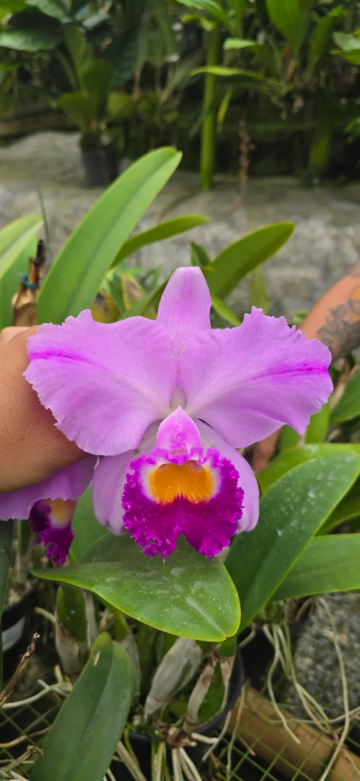 CATTLEYA TRIANAE TIPO 'NATAGAIMA'