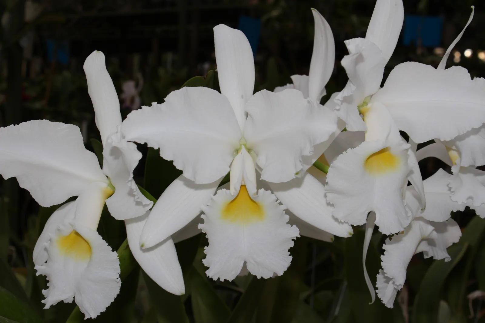 CATTLEYA WARSCEWICZII ALBA 'NEBLINA'