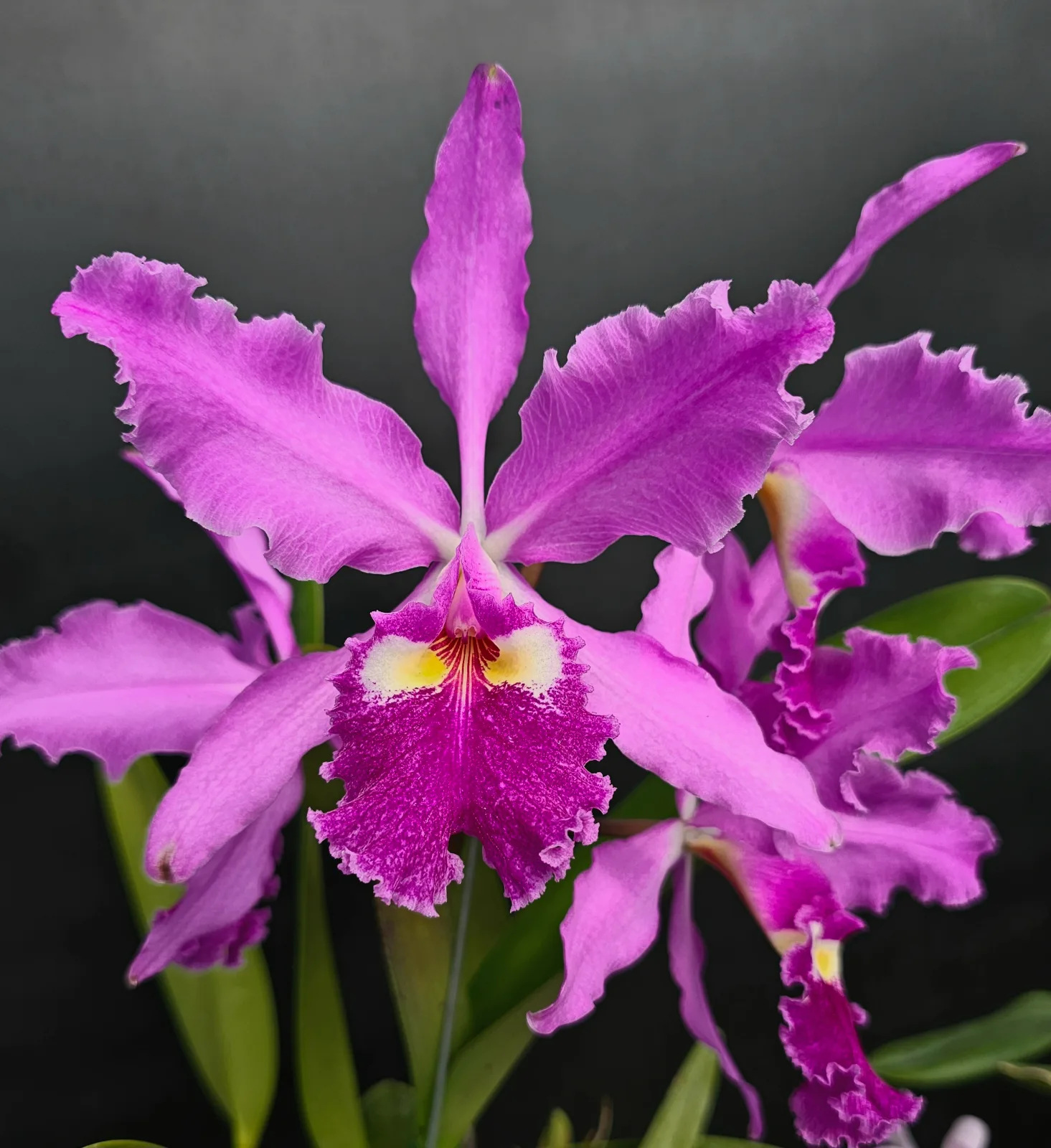 CATTLEYA WARSCEWICZII TIPO 'OCULTA'