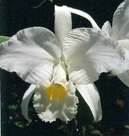 CATTLEYA TRIANAE ALBA 'OTUN'