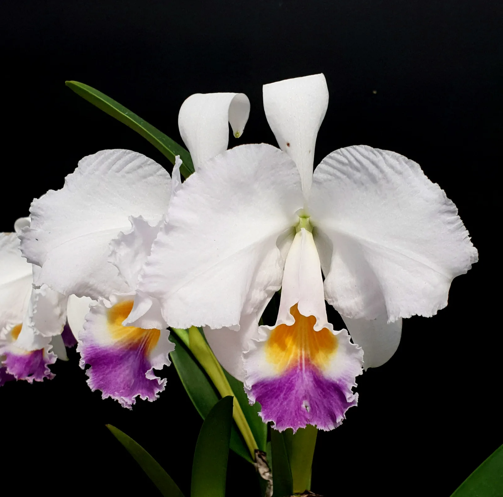 CATTLEYA TRIANAE COERULEA 'PANTANAL'