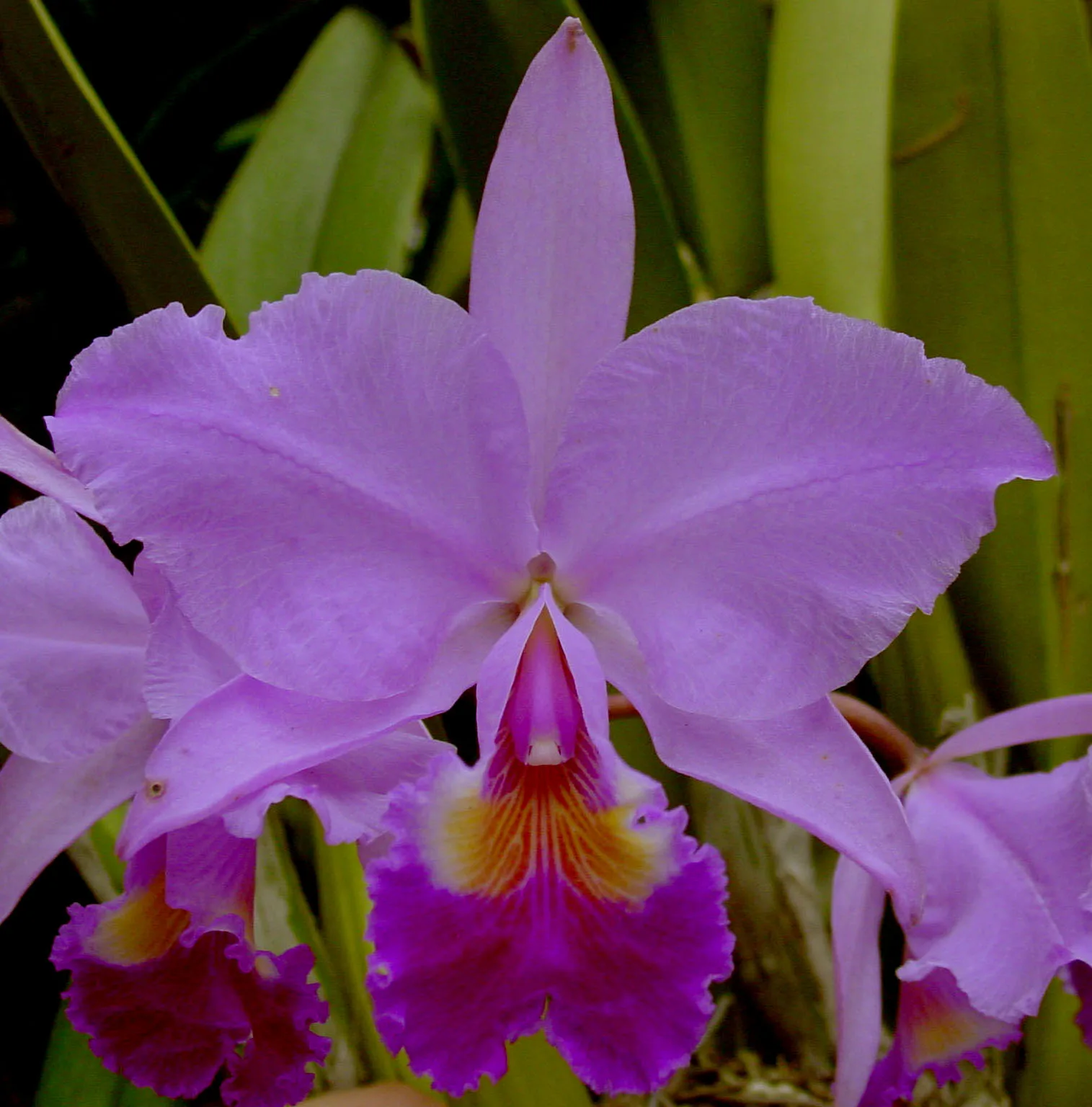 CATTLEYA TRIANAE TIPO 'PEREIRA'