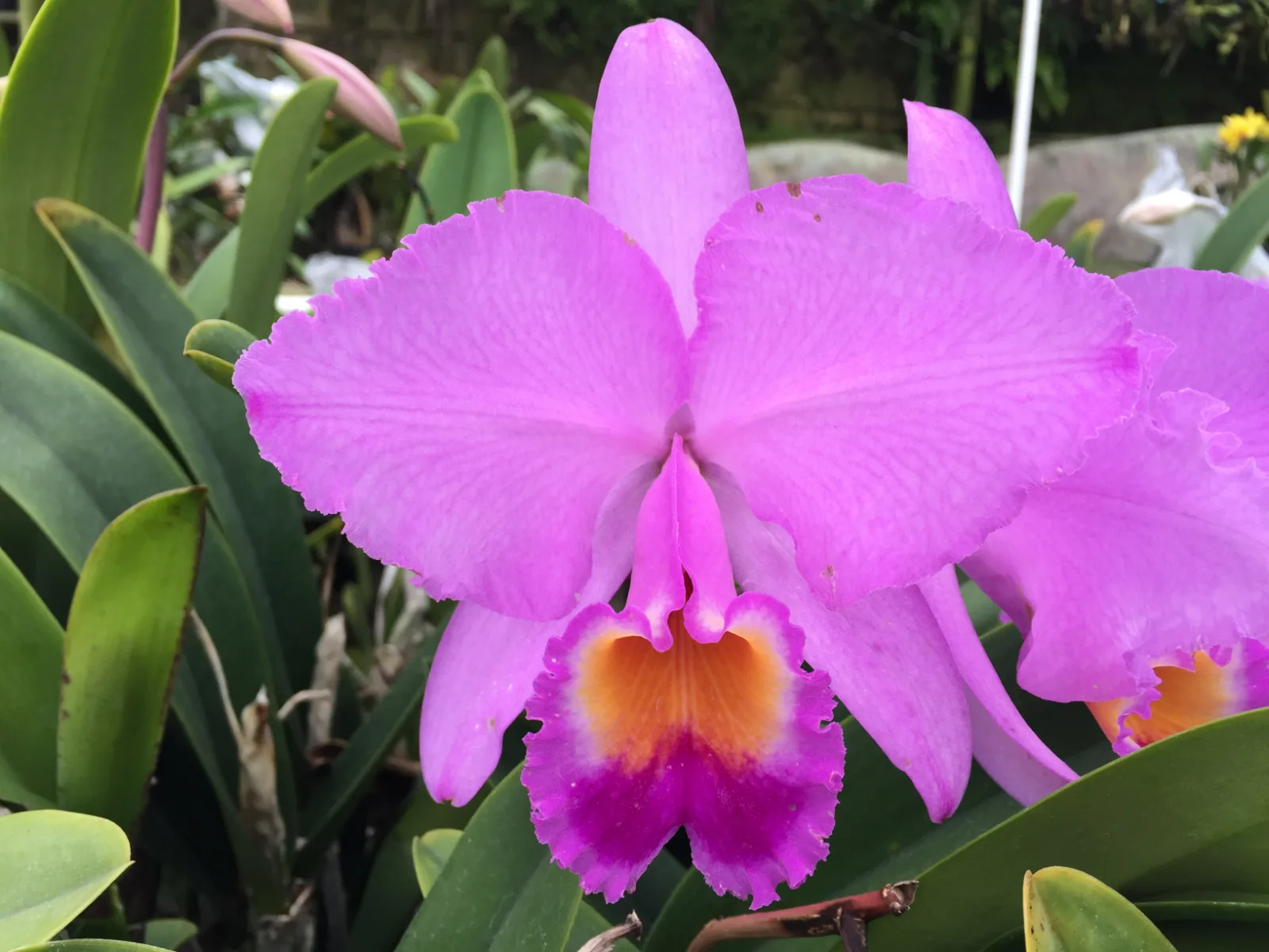 CATTLEYA TRIANAE TIPO 'PERPETUA'