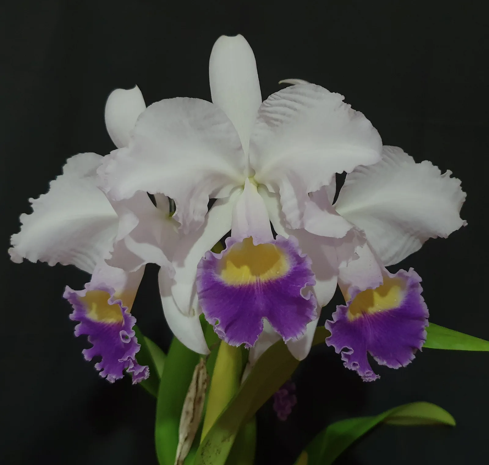 CATTLEYA TRIANAE COERULEA 'PUEBLA'