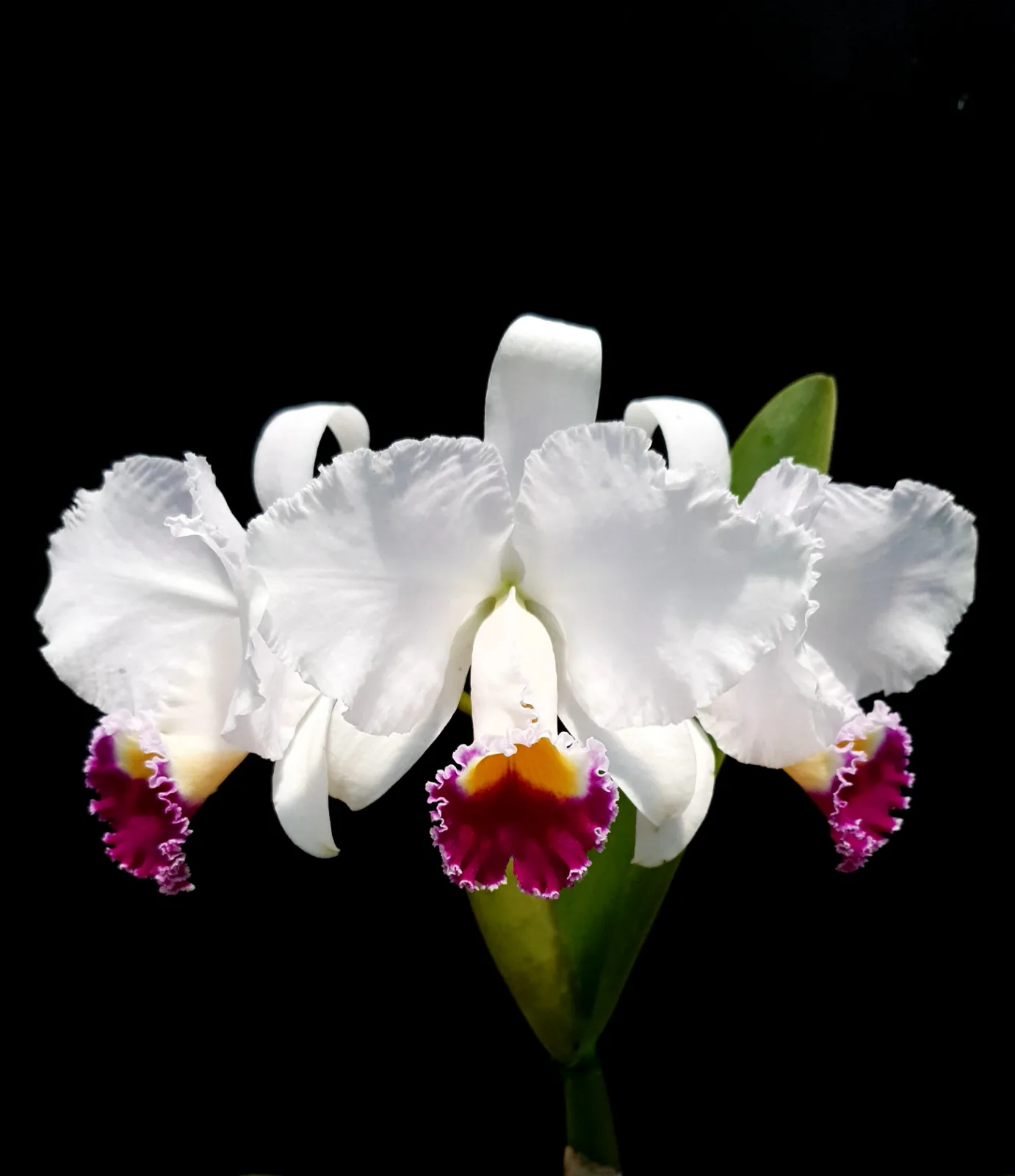 CATTLEYA TRIANAE SEMI-ALBA 'QUINCHIA'