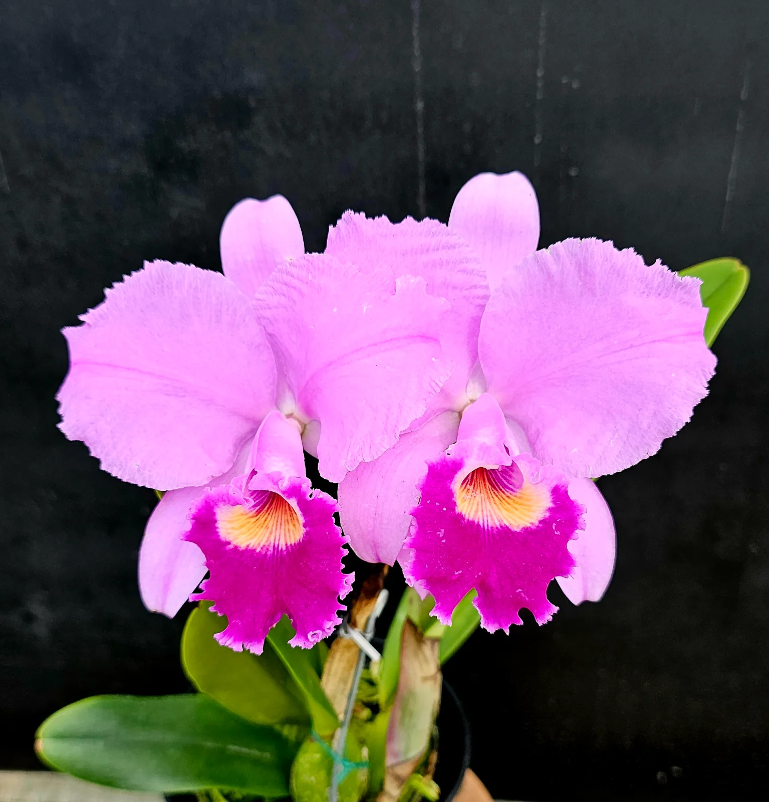 CATTLEYA TRIANAE TIPO 'REVELACION'