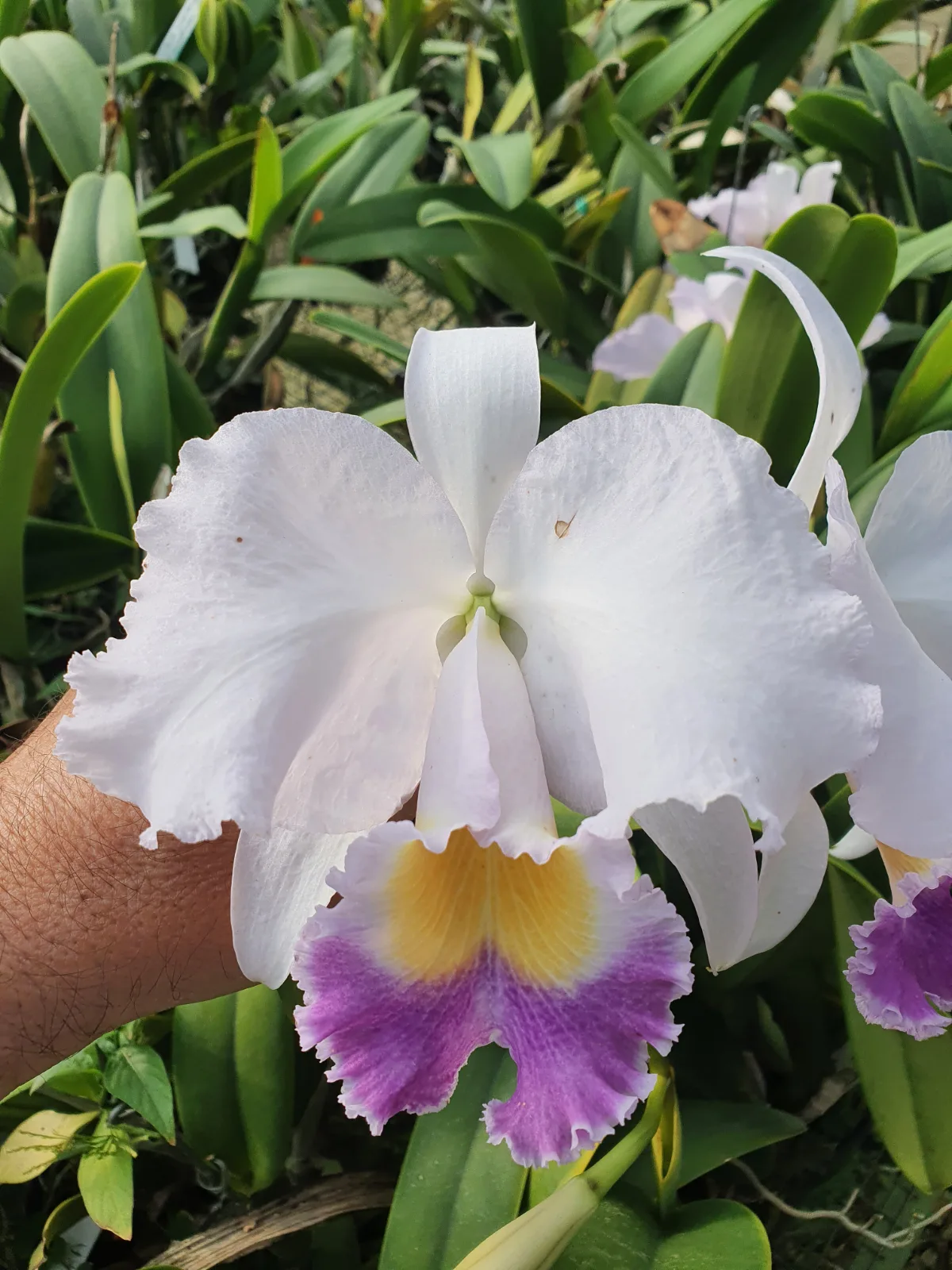 CATTLEYA TRIANAE COERULEA 'ROMANCE'
