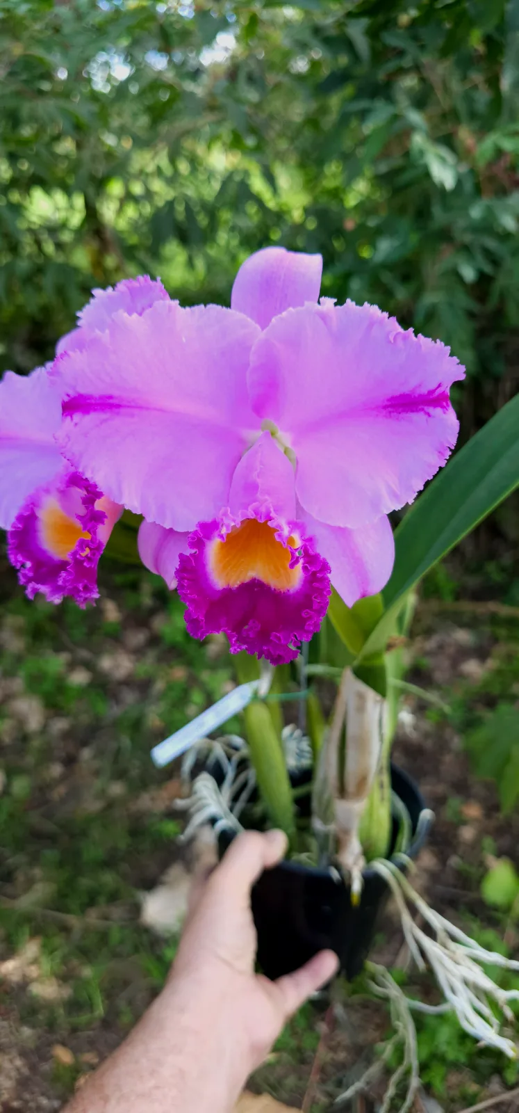 CATTLEYA TRIANAE TIPO 'SATURNO'