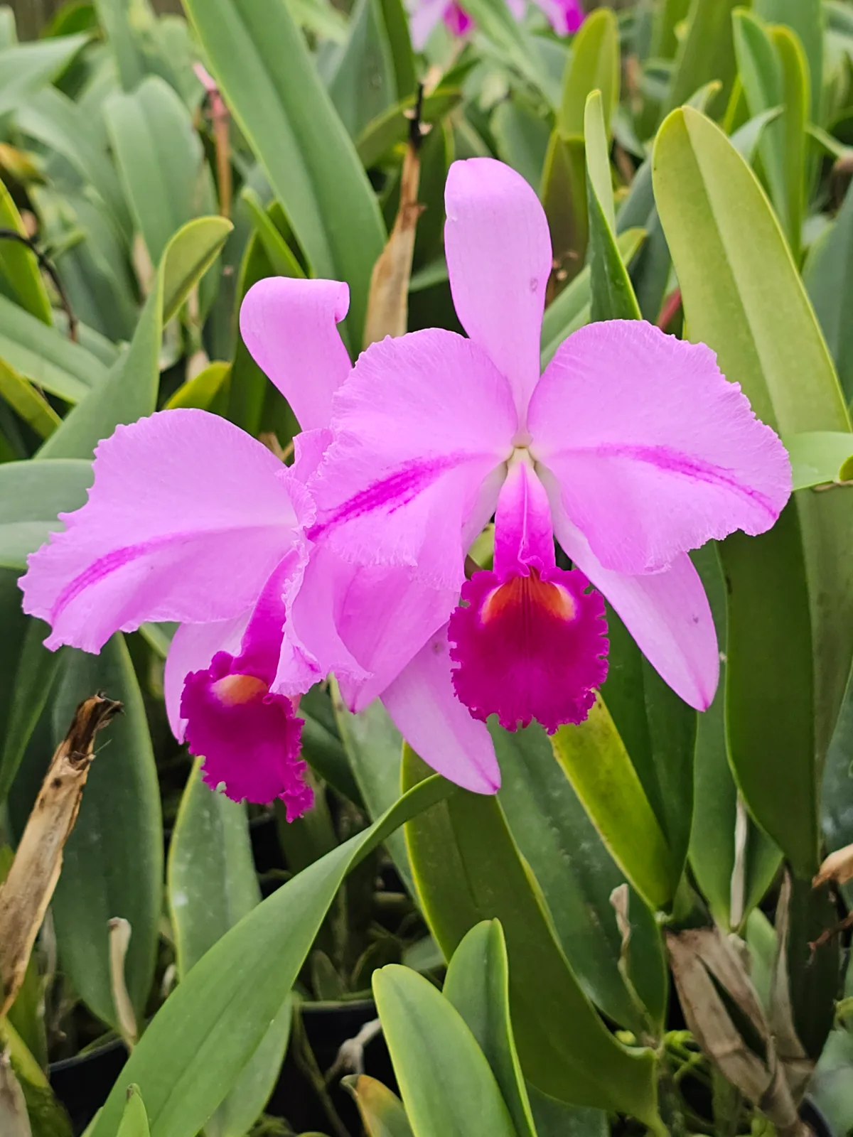 CATTLEYA TRIANAE TIPO 'SILUETA'