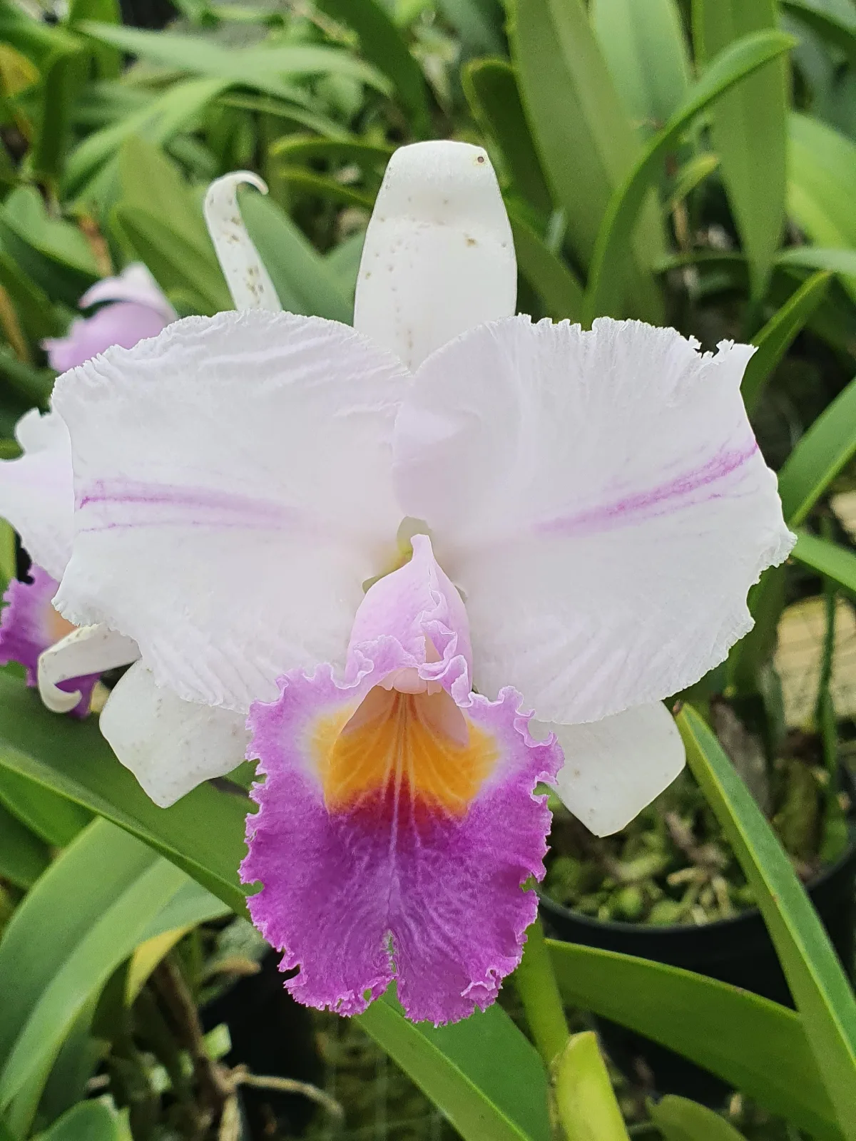 CATTLEYA TRIANAE COERULEA 'SOLEDAD'
