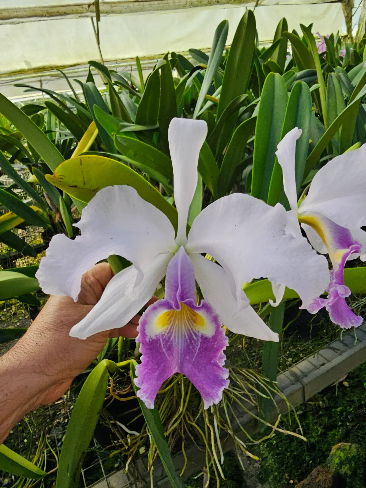 CATTLEYA WARSCEWICZII COERULEA 'SOPETRAN'