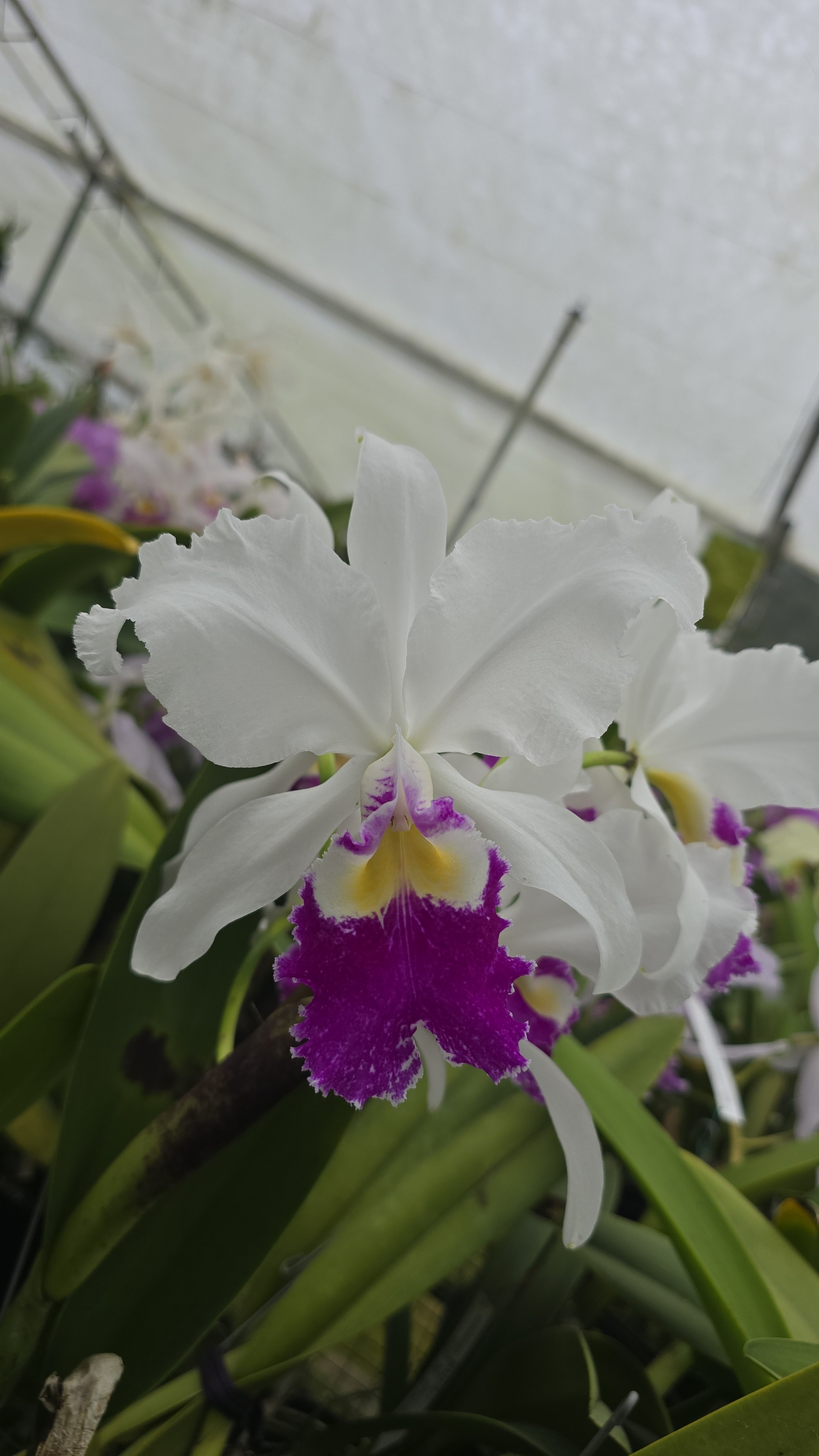 CATTLEYA .WARSCEWICZII SEMI-ALBA 'STEFANIA'
