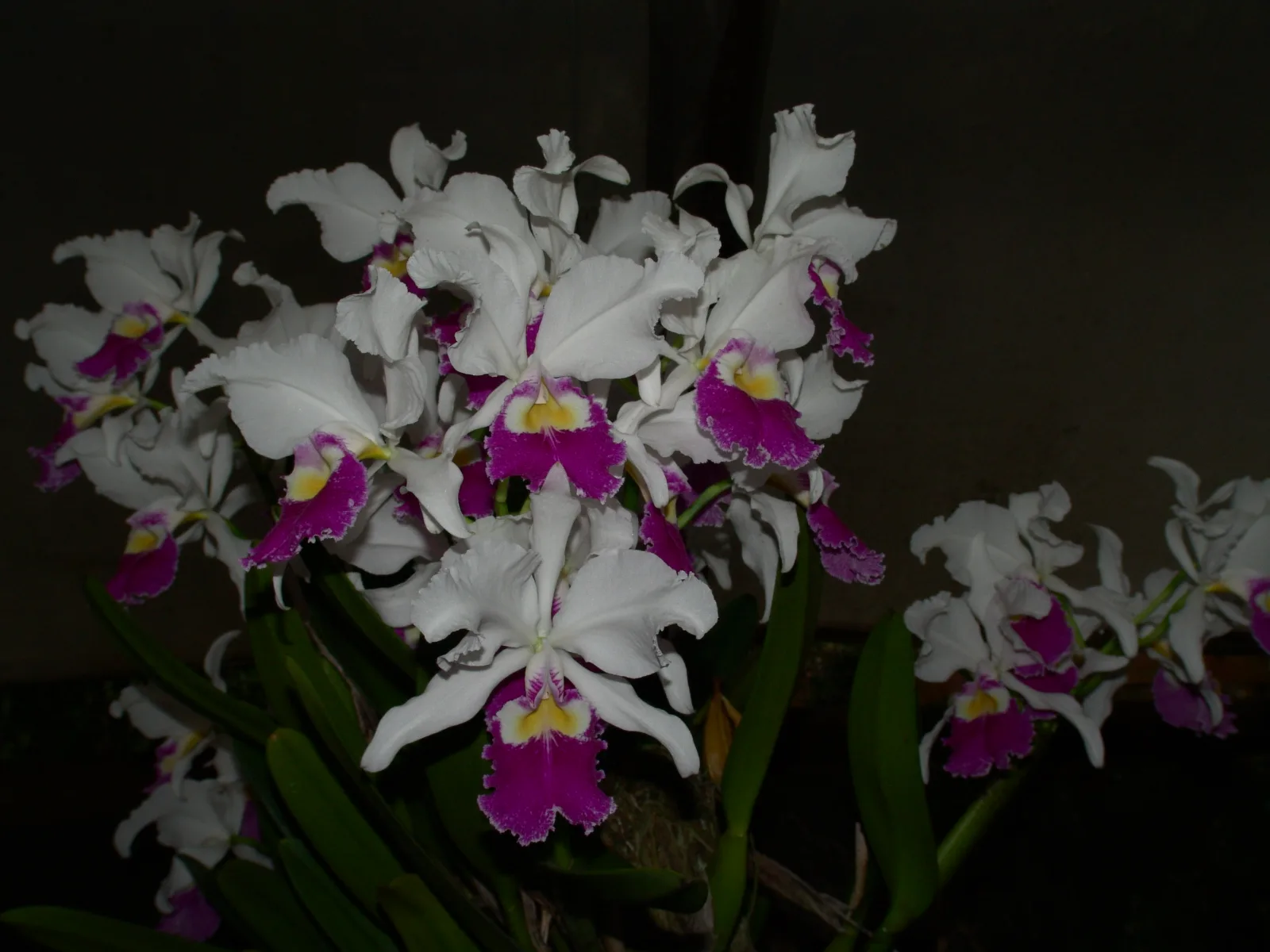 CATTLEYA WARSCEWICZII SEMI-ALBA 'STEFANIA'