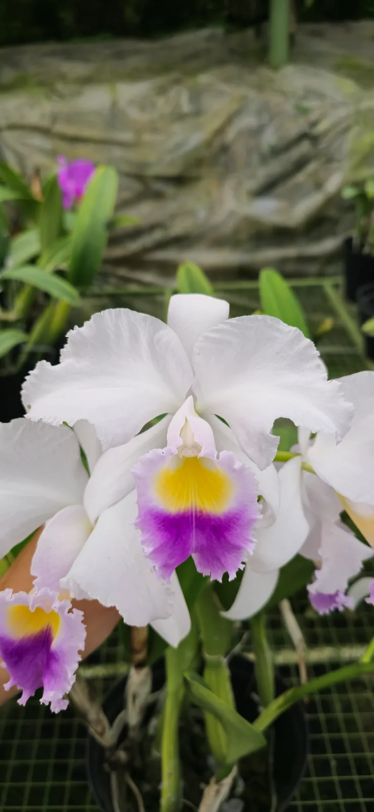 CATTLEYA TRIANAE COERULEA 'TANGARA'