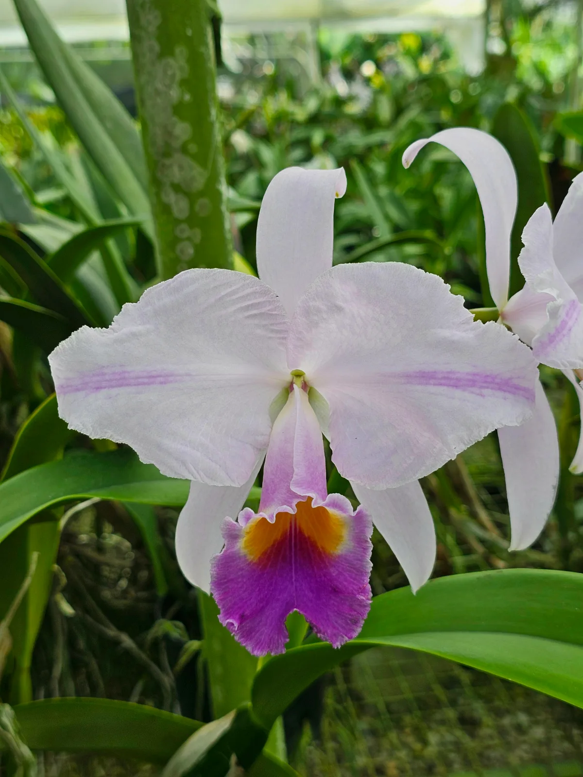 CATTLEYA TRIANAE COERULEA 'TIMBIO'