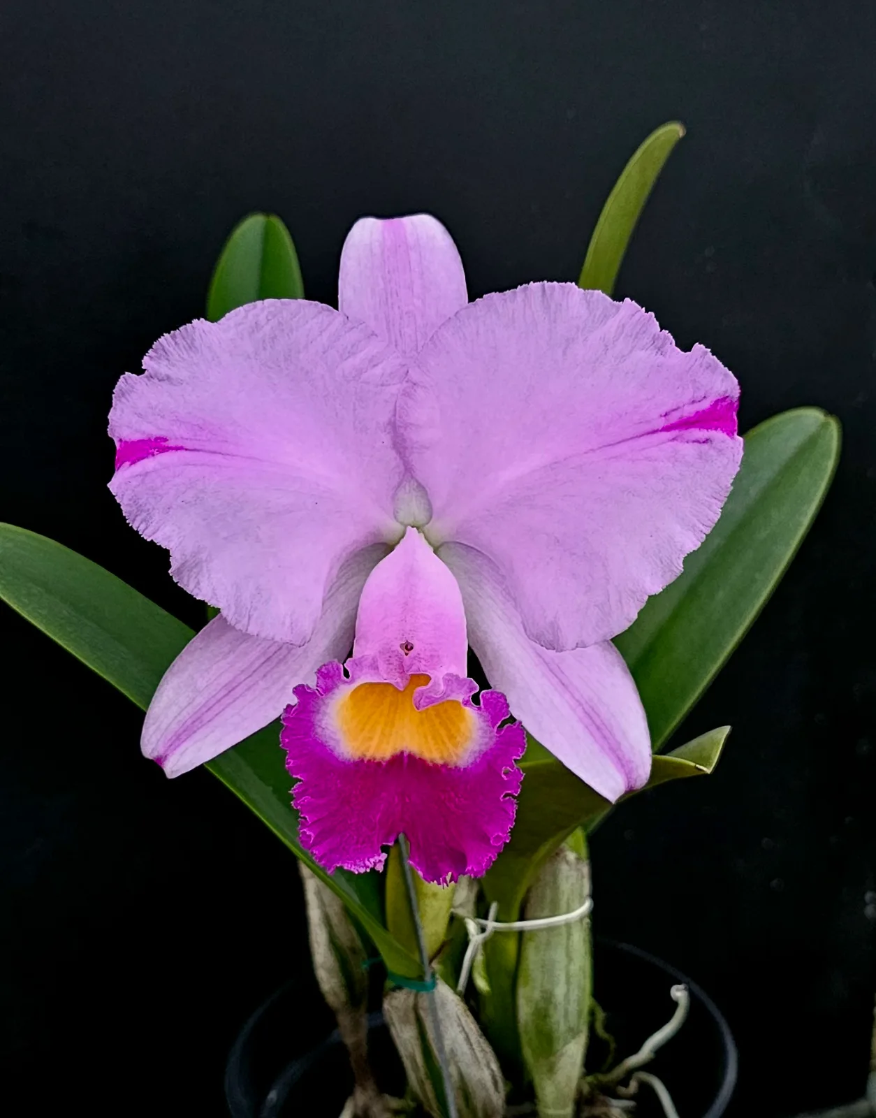 CATTLEYA TRIANAE TIPO 'TORRENTOSA'