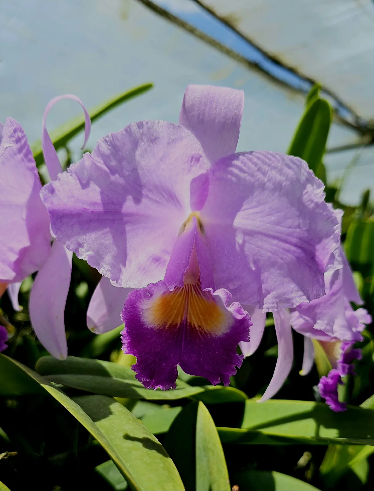 CATTLEYA TRIANAE COERULEA 'TRICOLOR'