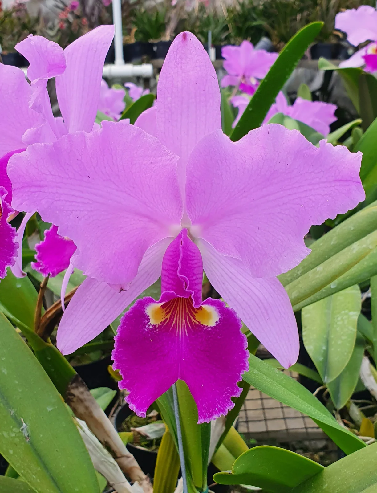 CATTLEYA WARSCEWICZII TIPO 'TRINIDAD'