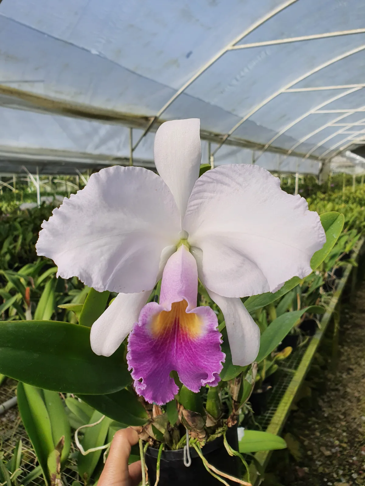 CATTLEYA TRIANAE COERULEA 'TROPA'