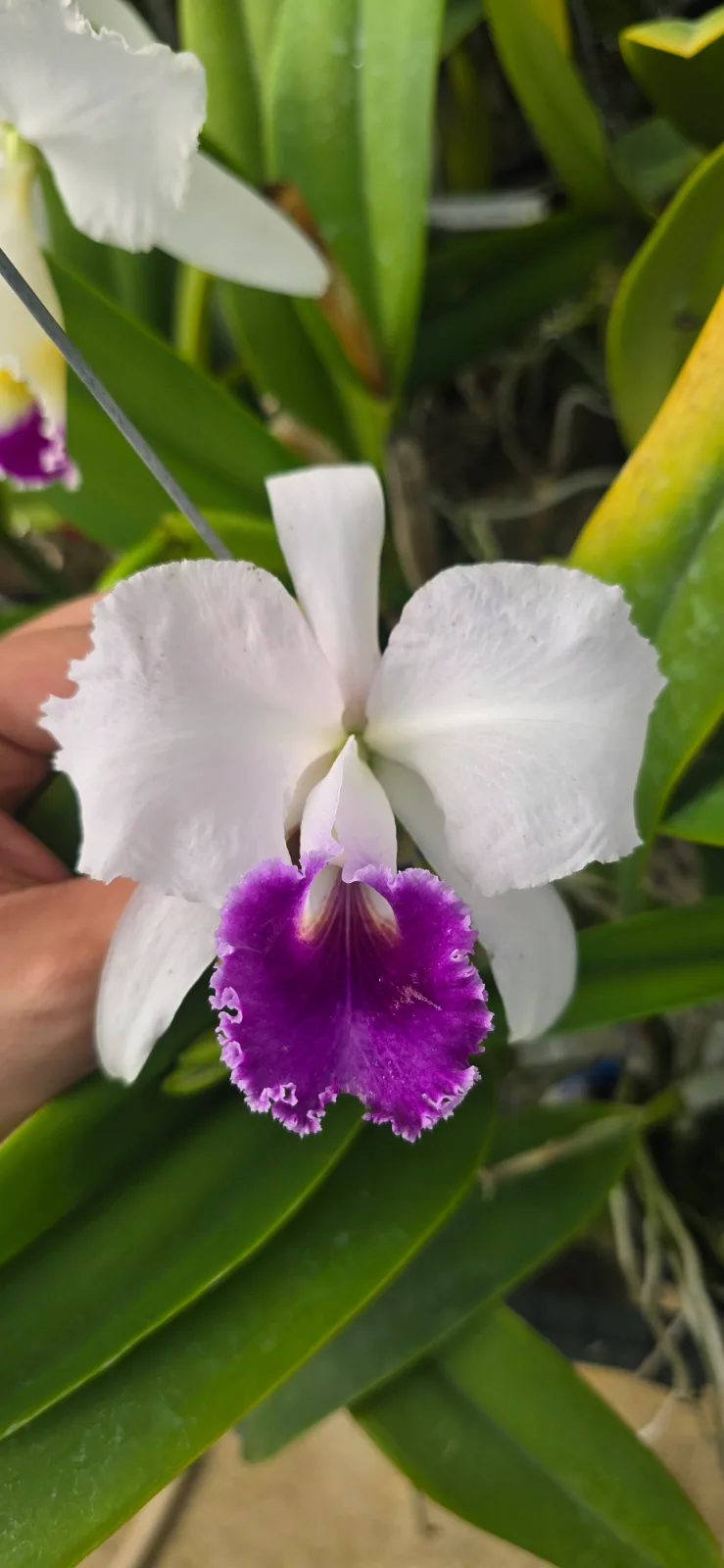 CATTLEYA TRIANAE COERULEA 'TUBO AZUL'