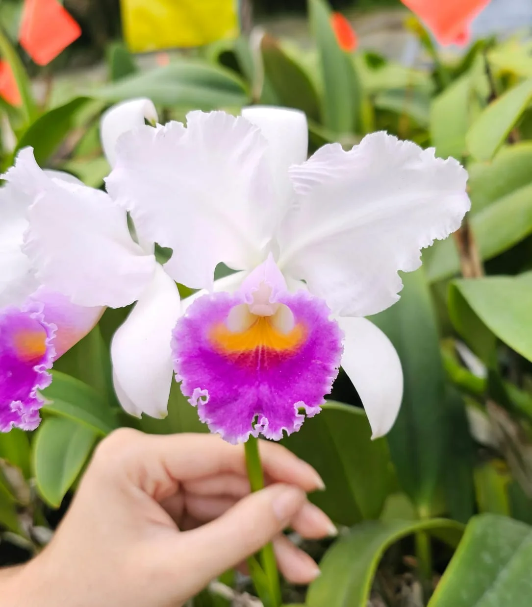 CATTLEYA TRIANAE COERULEA 'URANIA'