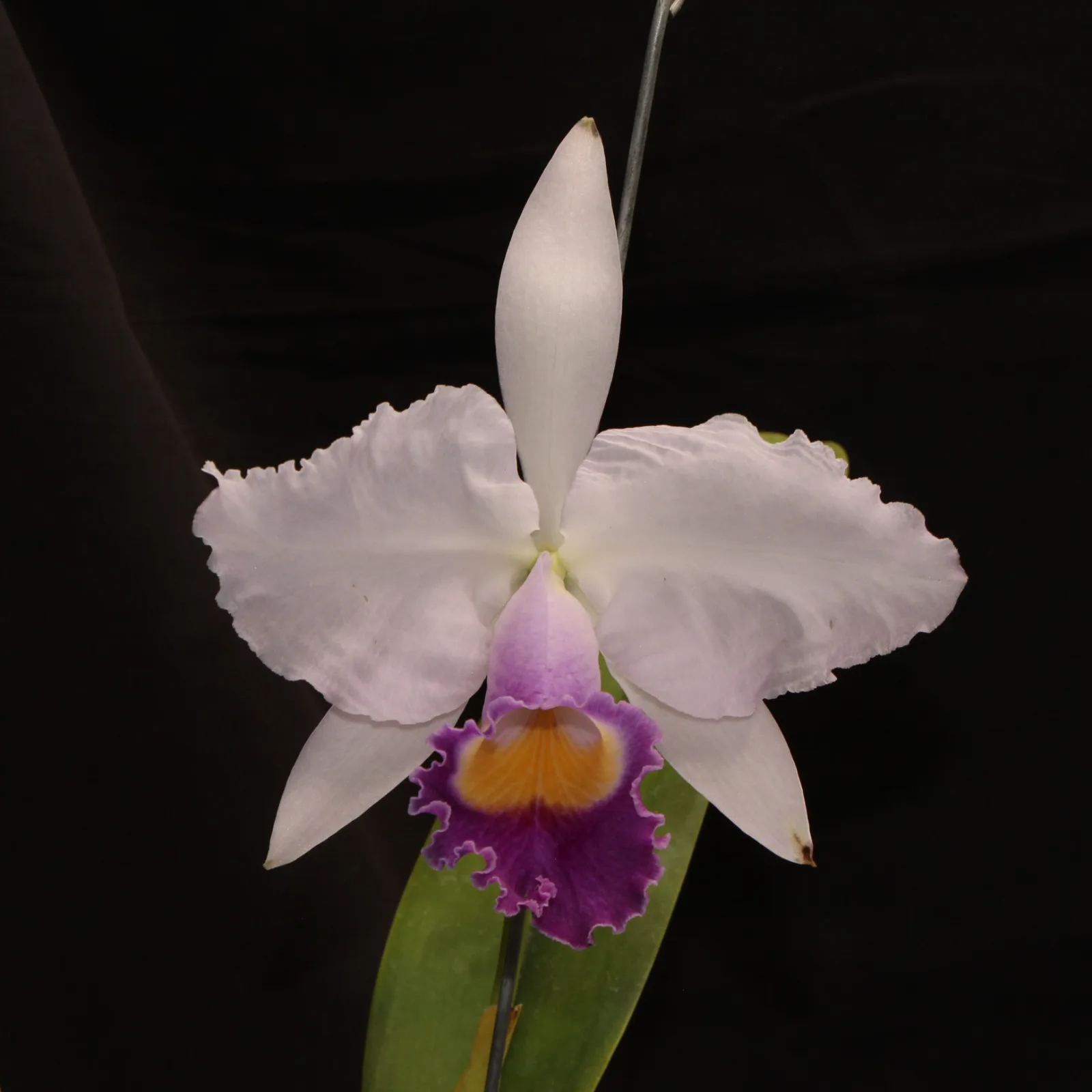 CATTLEYA TRIANAE COERULEA 'BAYA AZUL'