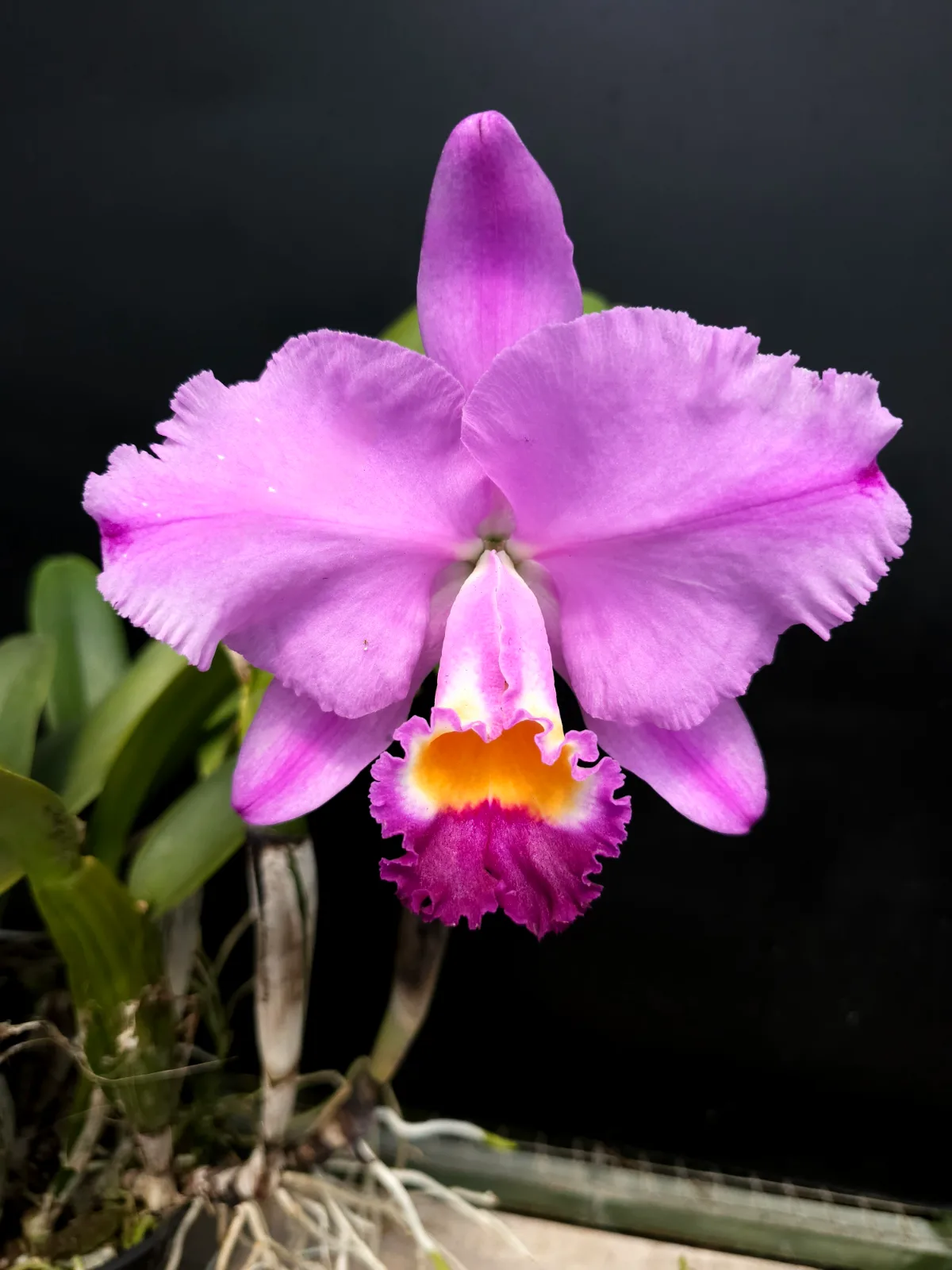 CATTLEYA TRIANAE TIPO 'VERANO'