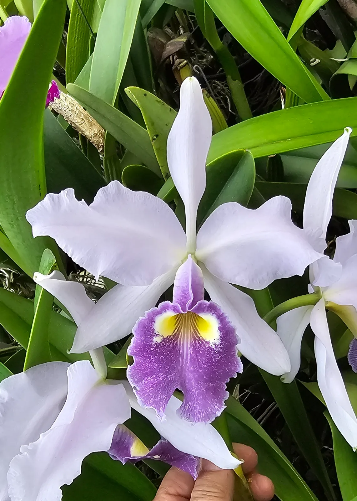 CATTLEYA WARSCEWICZII COERULEA 'VISIONARIA'