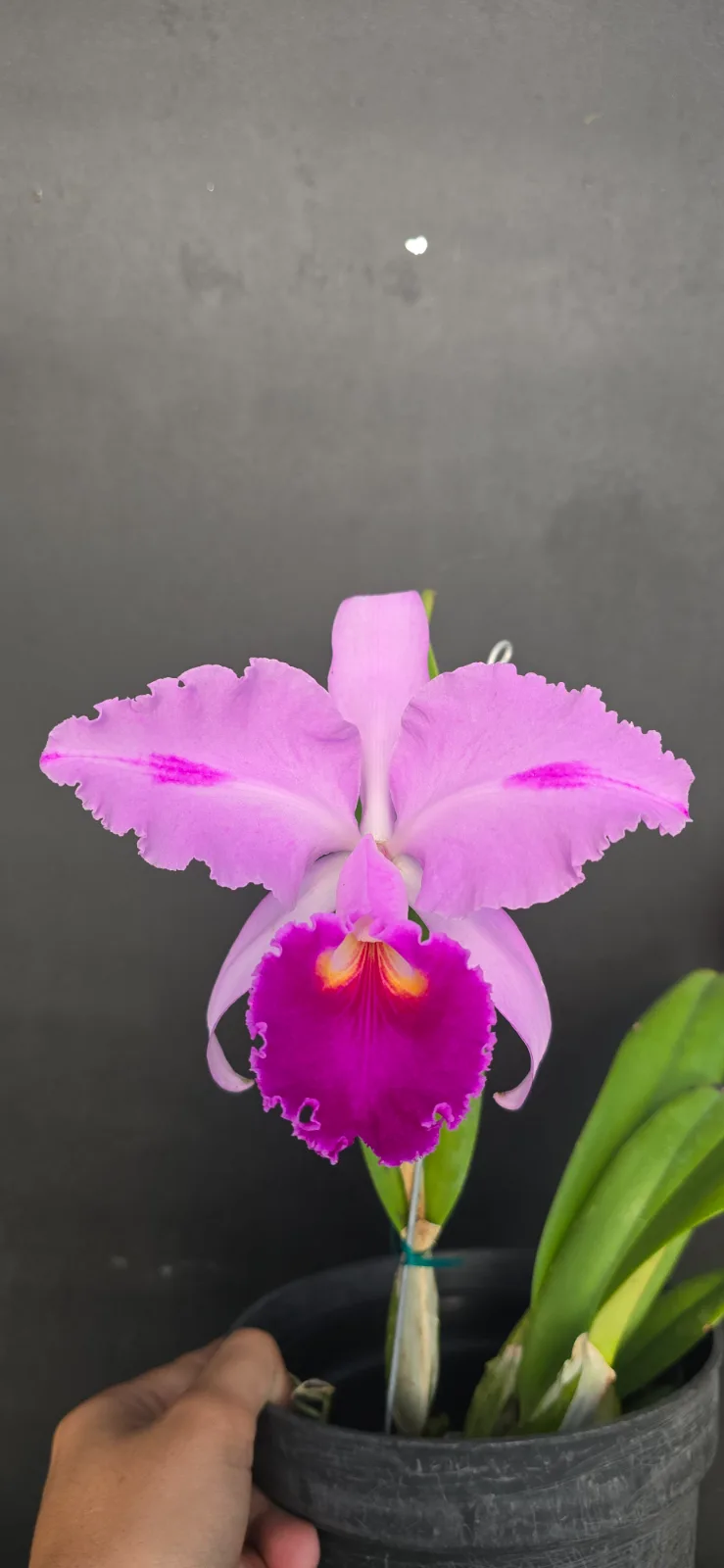 CATTLEYA TRIANAE TIPO 'ORIENTAL'