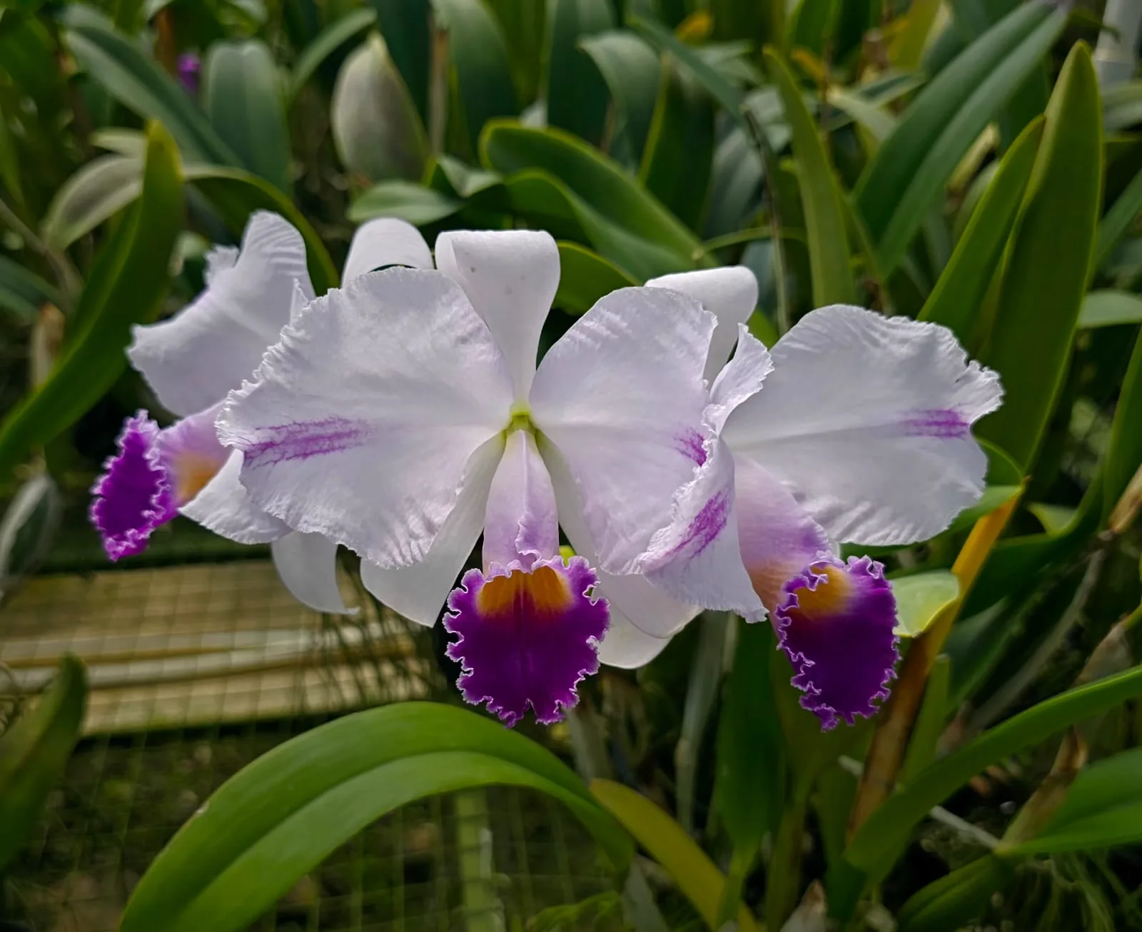 CATTLEYA TRIANAE COERULEA 'BOLERA'