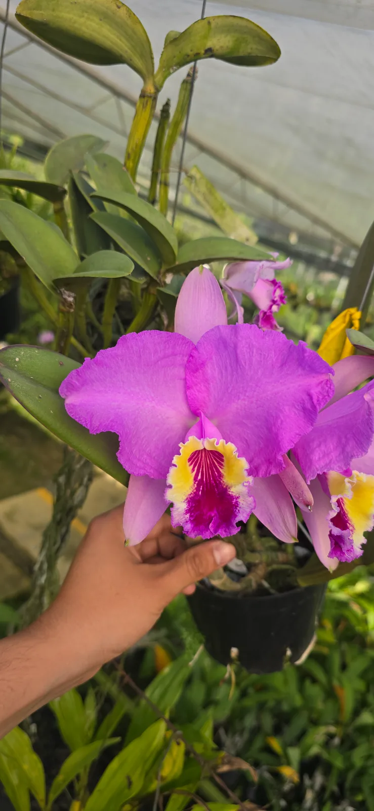 CATTLEYA LUEDDEMANIANA TIPO 'PECHIROJA'