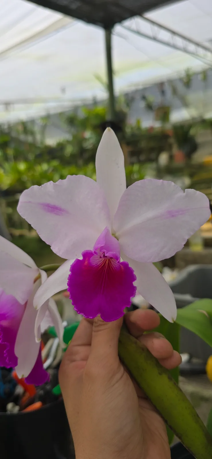 CATTLEYA QUADRICOLOR TIPO 'TUMACO'