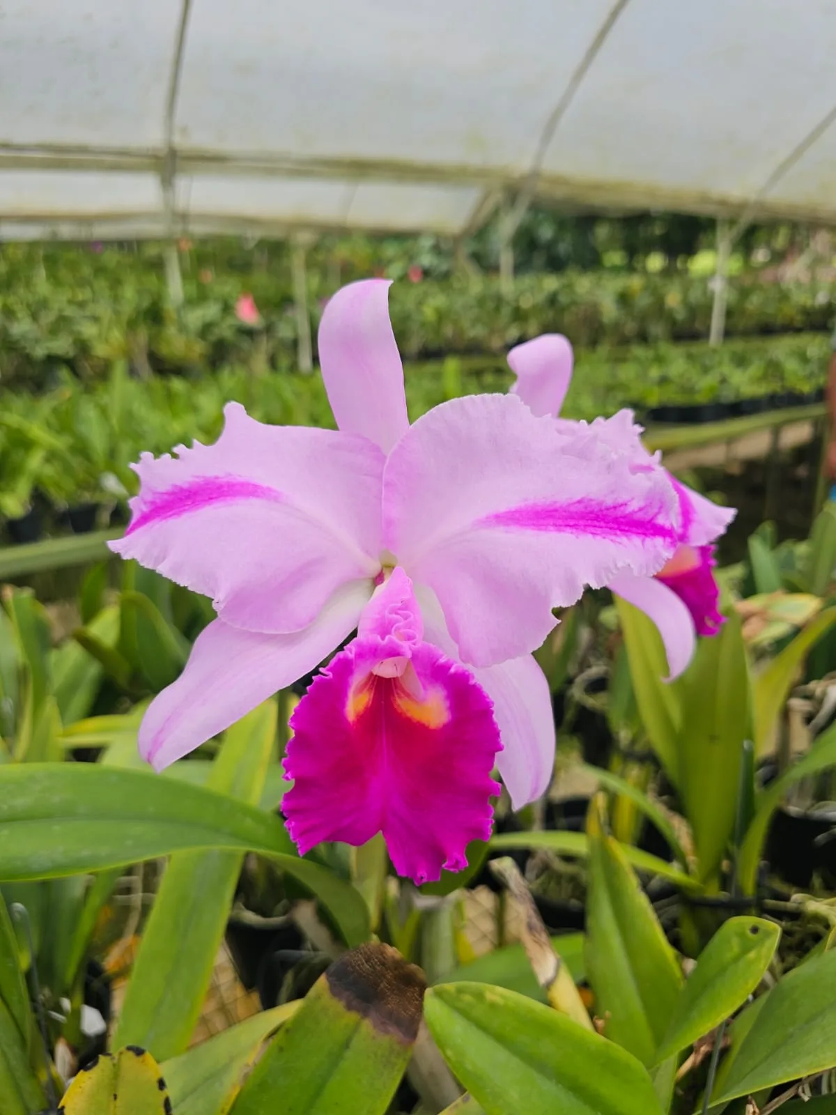 CATTLEYA TRIANAE TIPO 'TRONIASA'