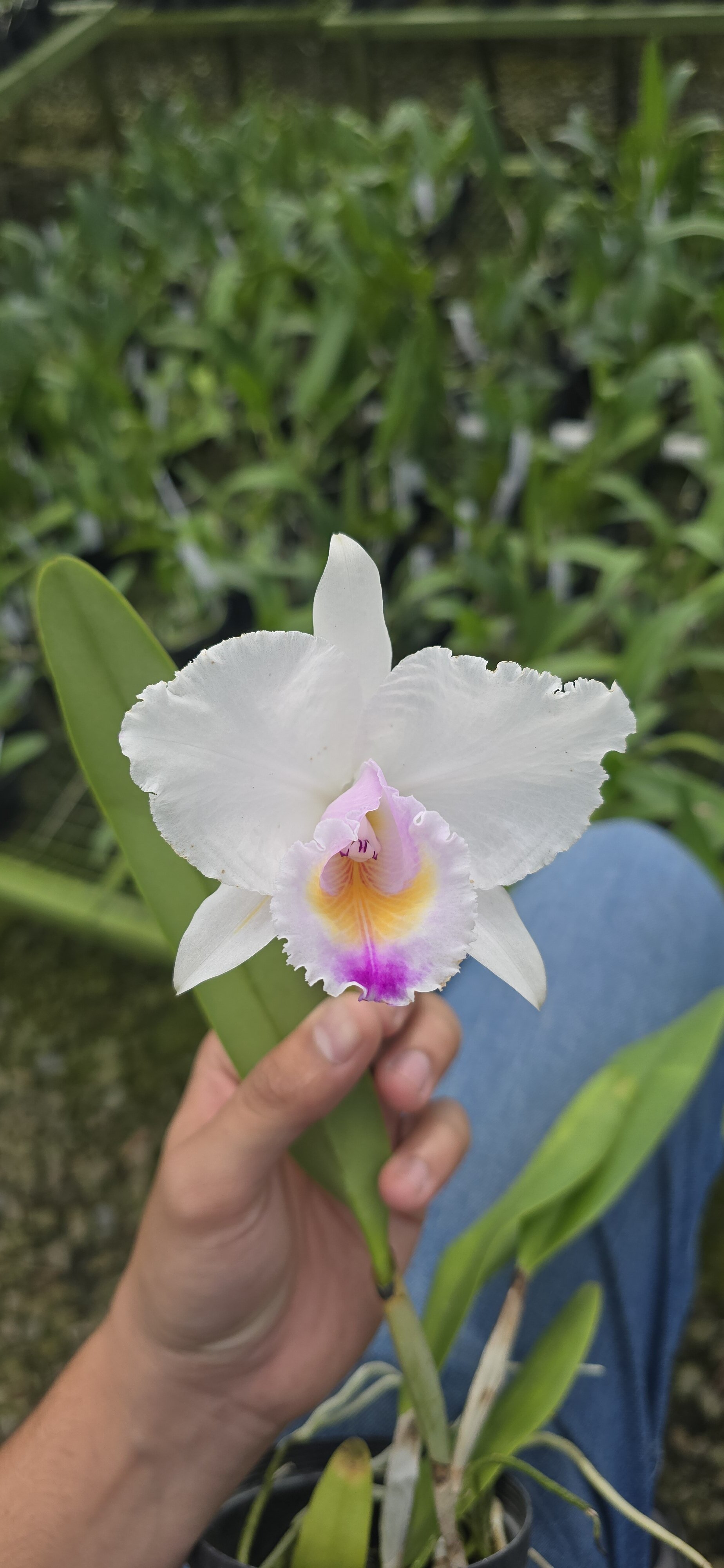 PV-3505 Primera floracion