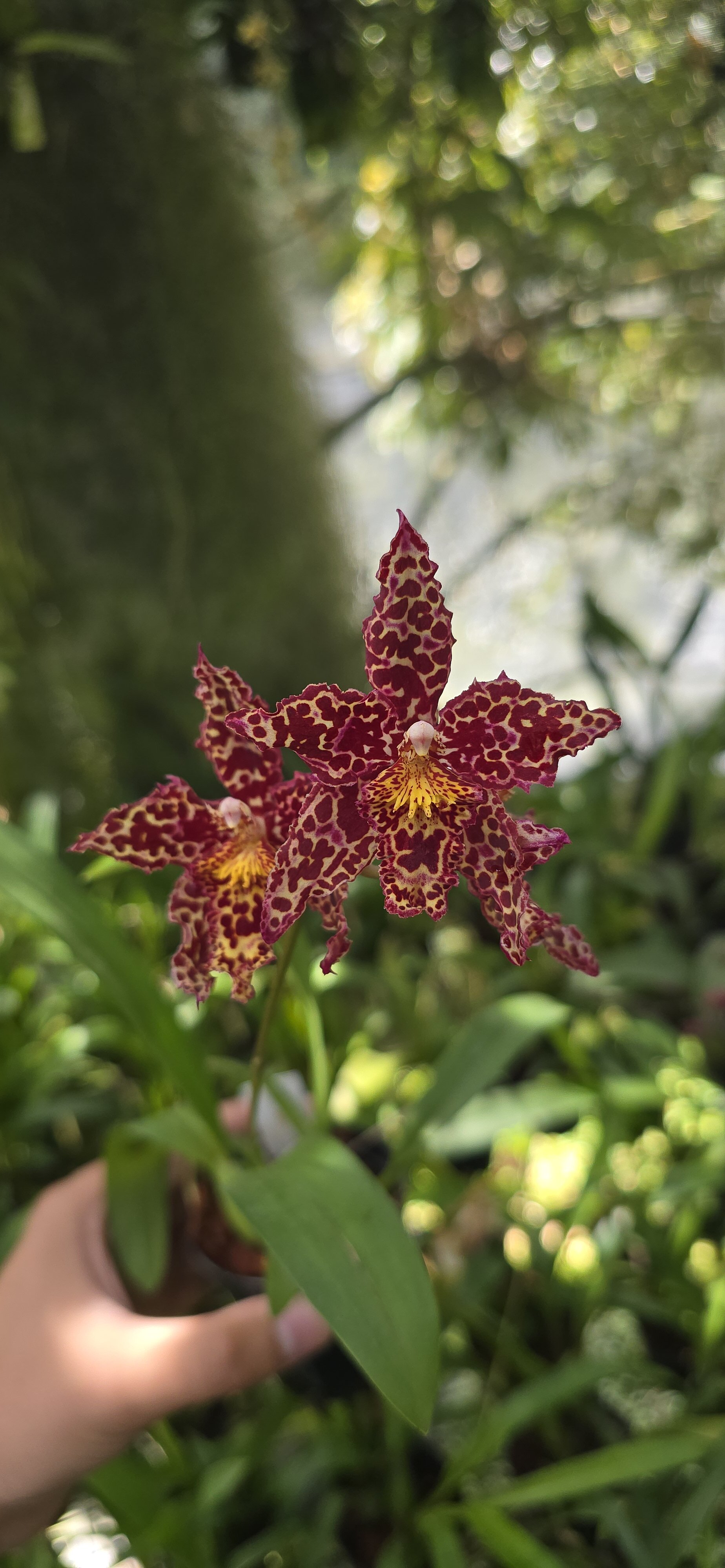 PV-2868 Primera floracion