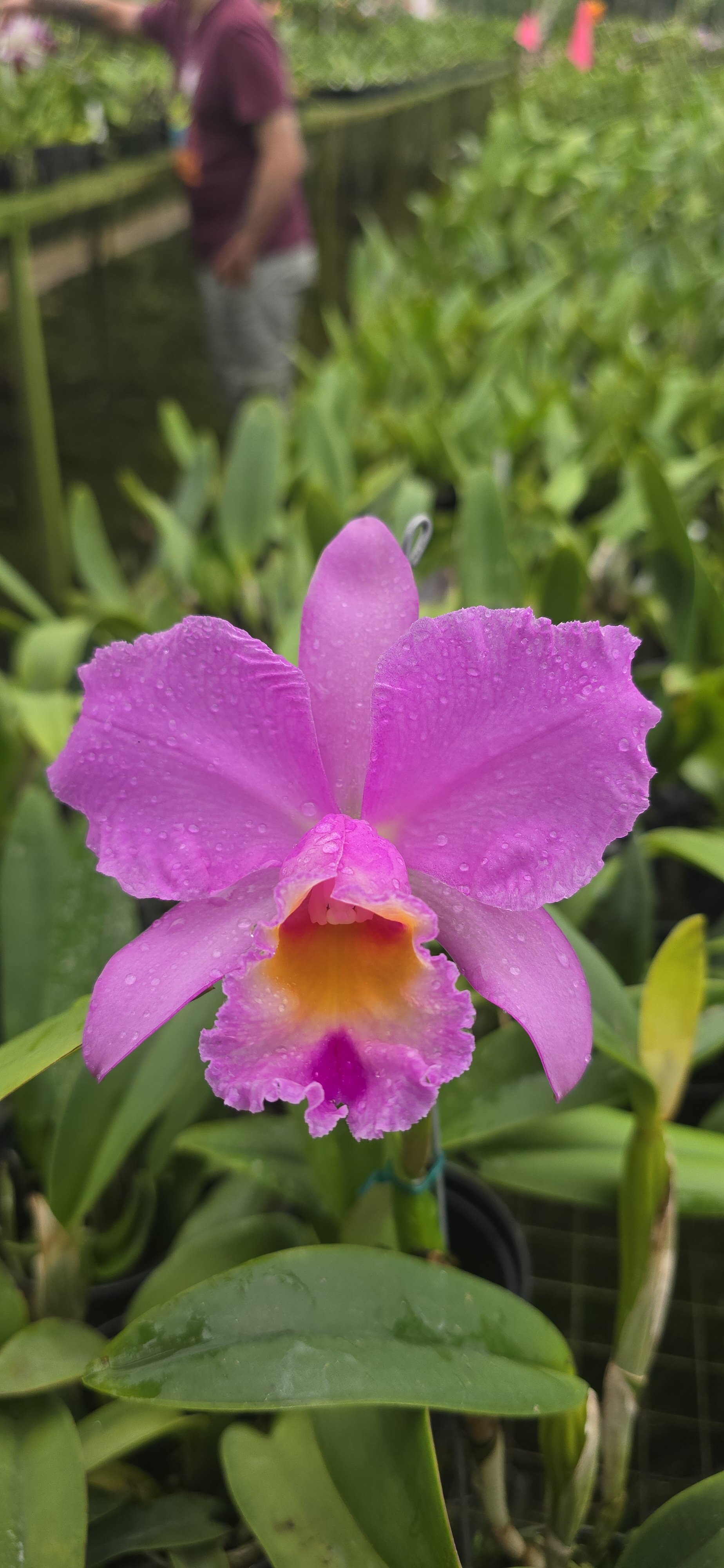 PV-2569 Primera floracion