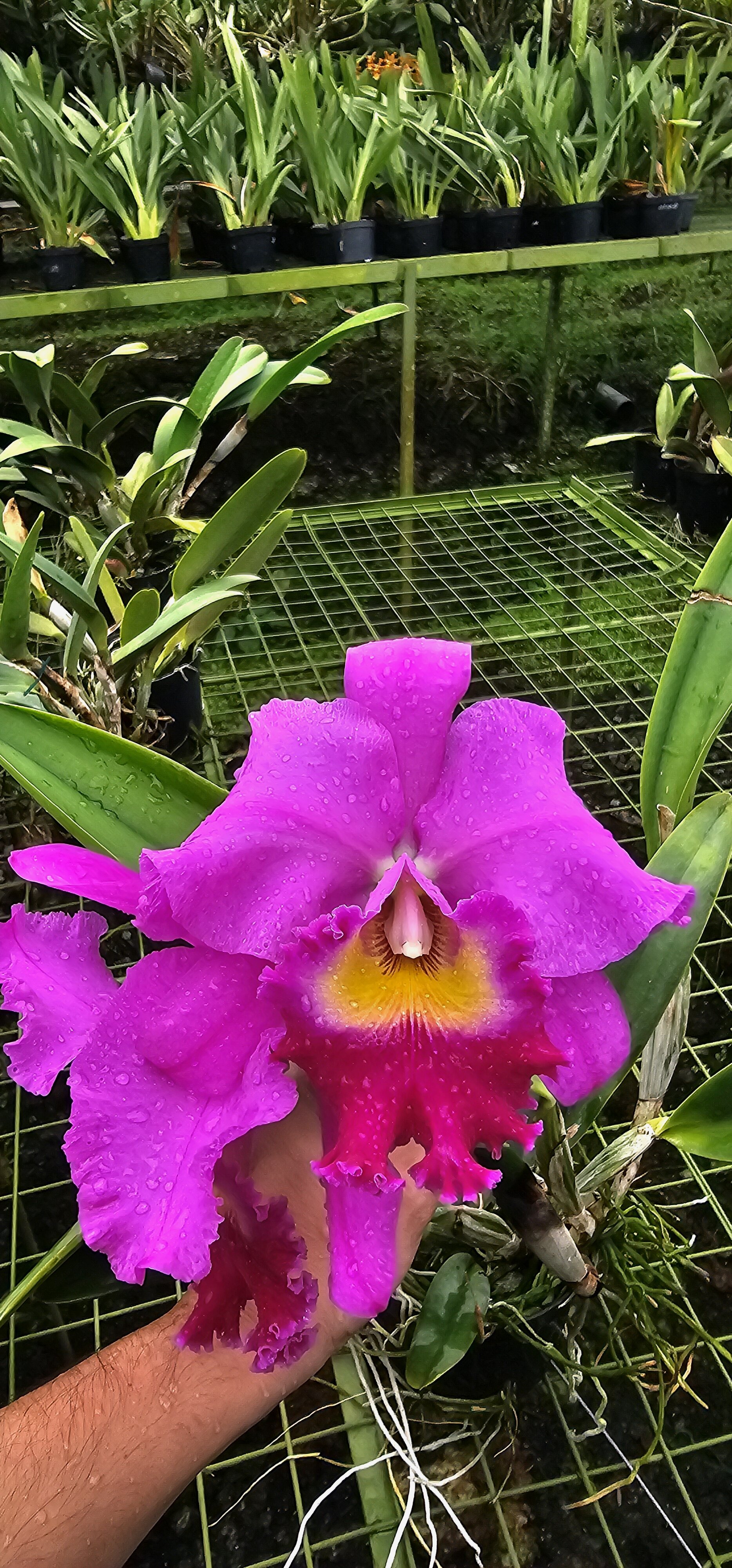 PV-2581 Primera floración