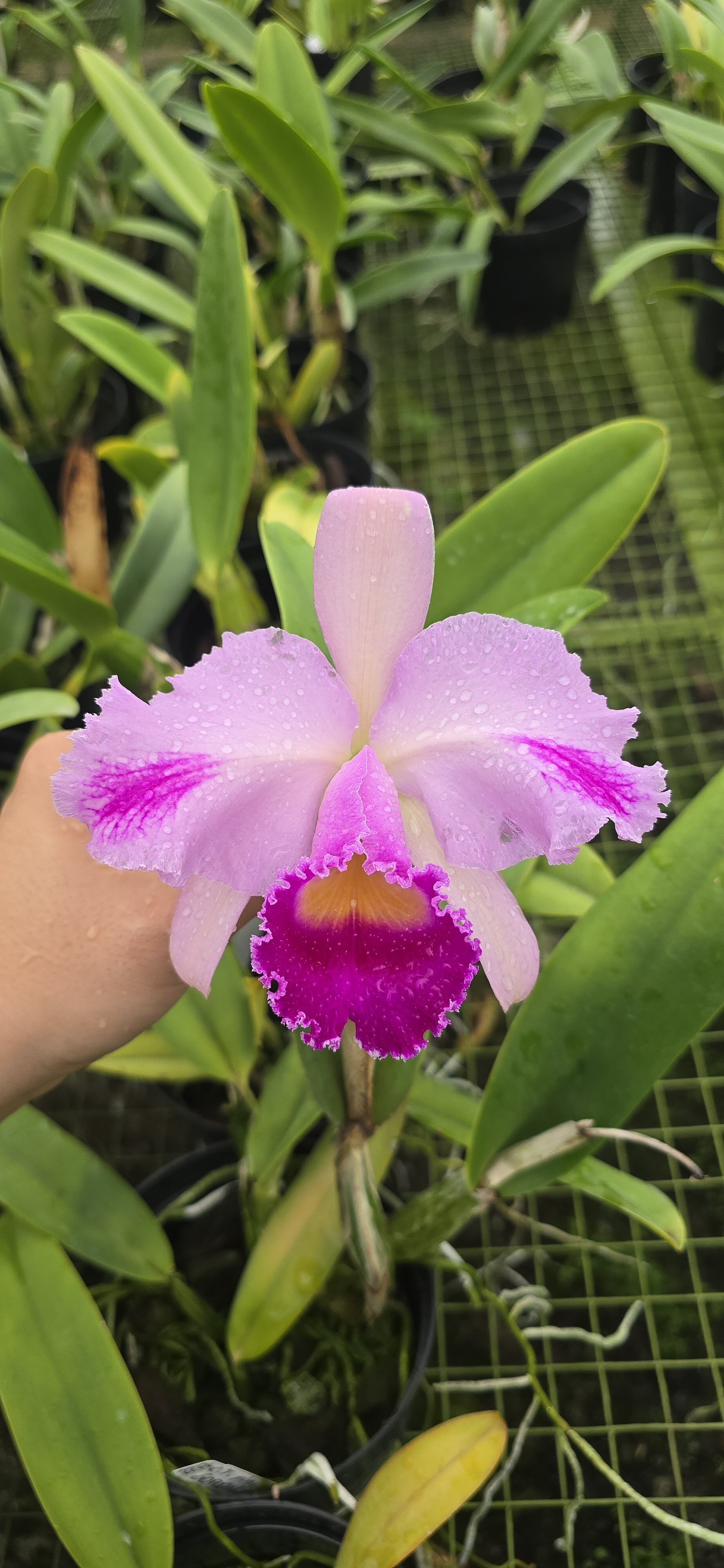 PV-2277 Primera floracion