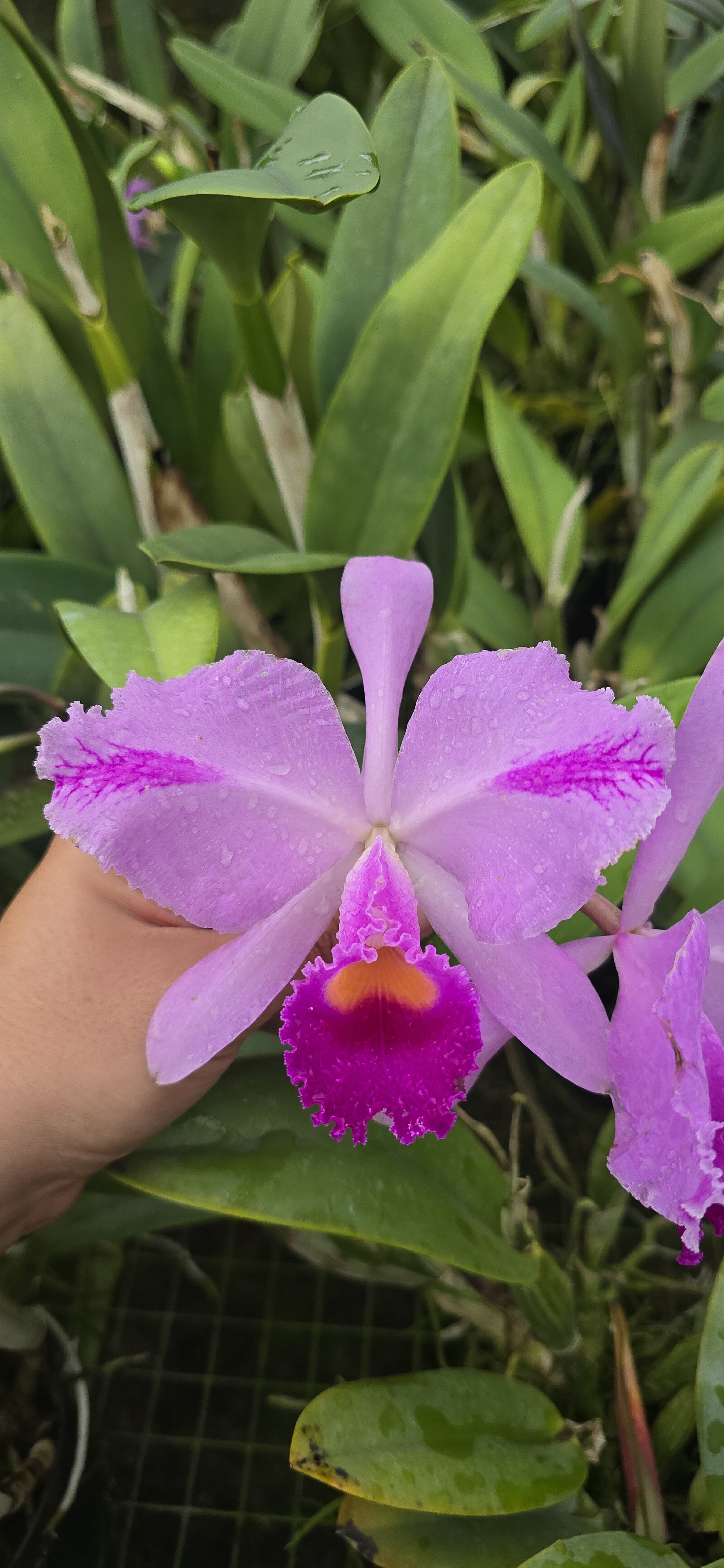 PV-2145 Primera floracion