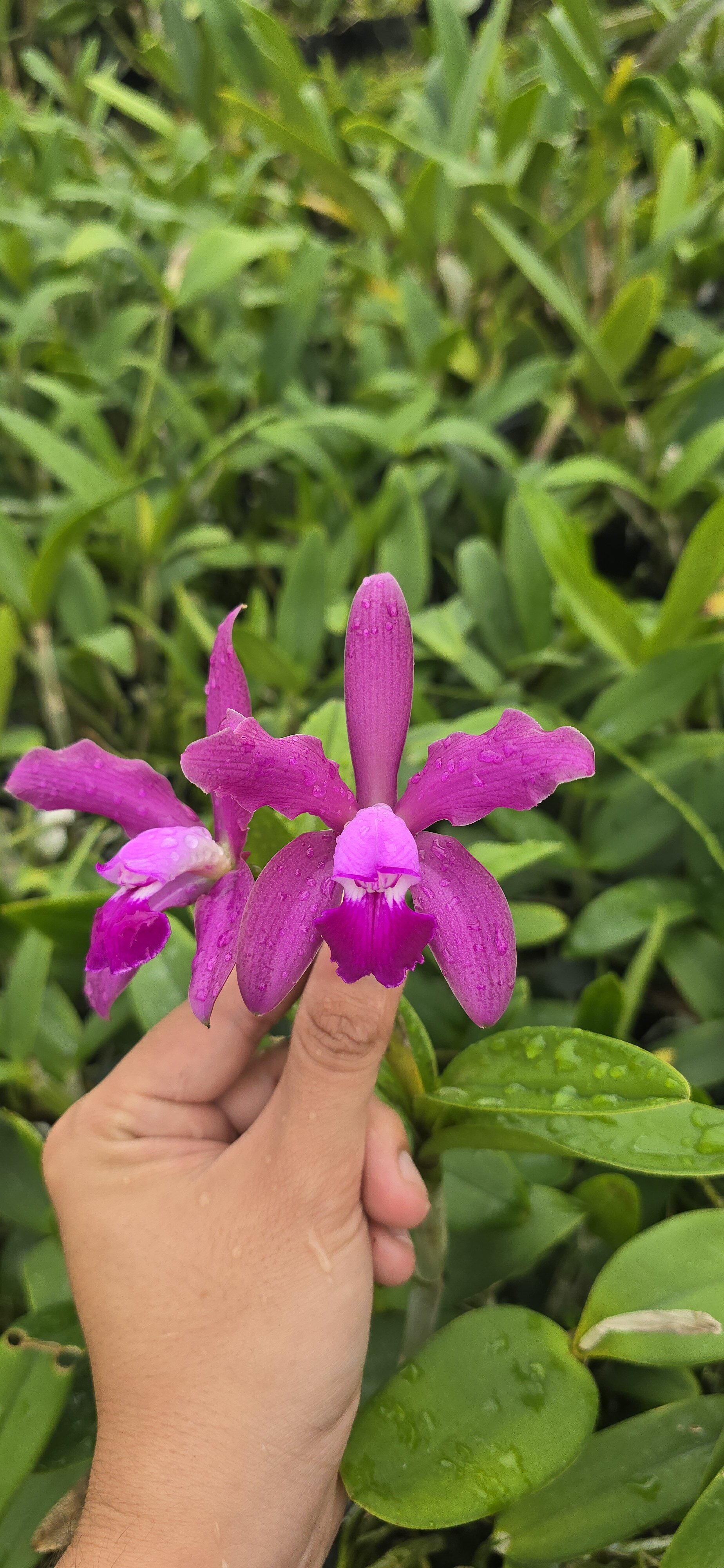 PV-2701 Primera floracion