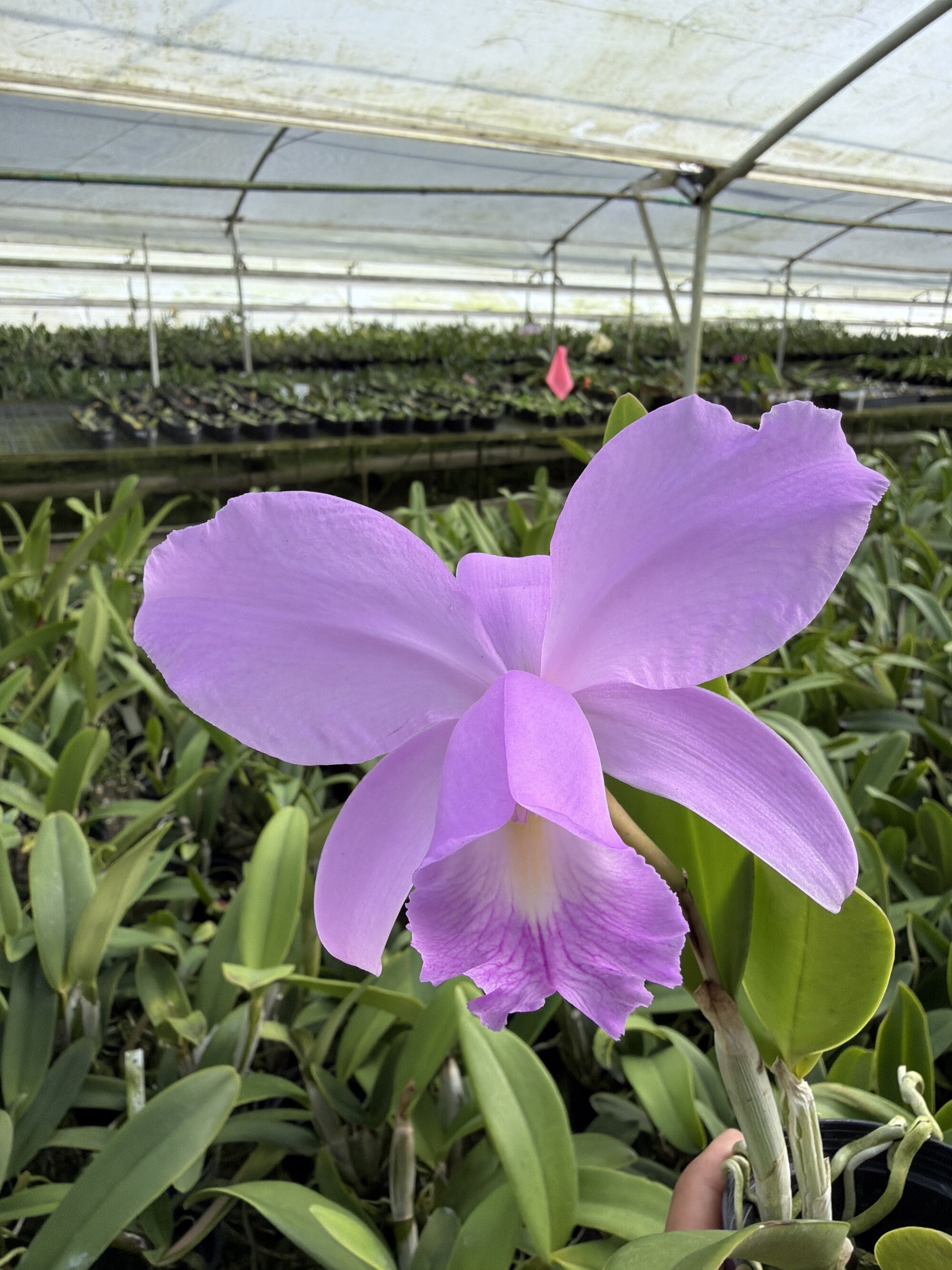 PV-2402 Primera en florecer