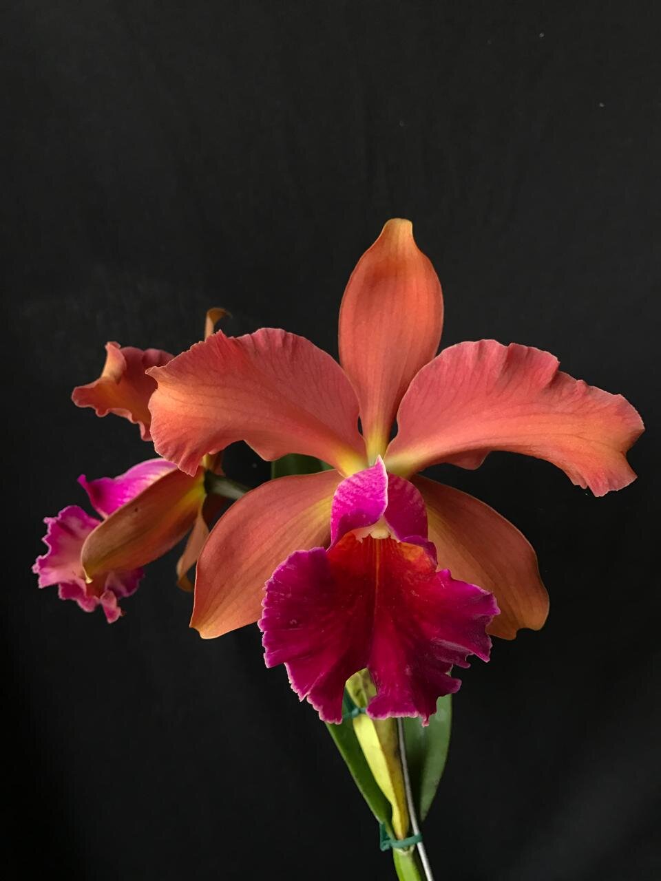 PV-1764 Primera floracion