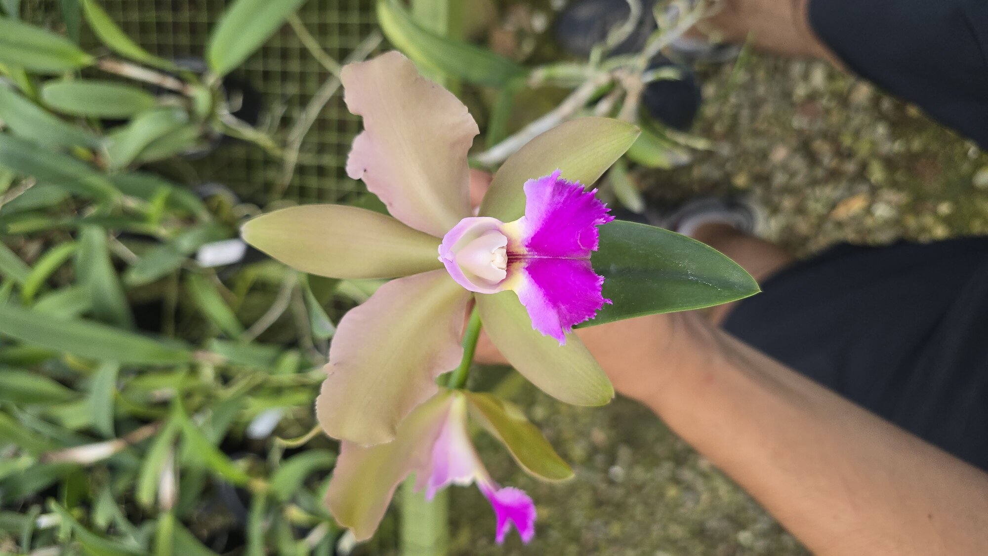 PV-2661 primera floracion
